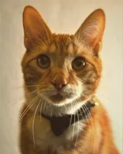 Collar de gato de terciopelo con lazo liso para cachorro, Chihuahua, con campana, hebilla de seguridad ajustable, pajarita para gatos, accesorios para mascotas