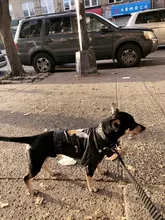 Jacket Dog-Coat Puppy Eagle-Pattern Waterproof Outdoor Outerwear Pet Small Soft Fashion