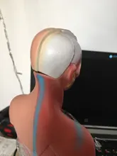 Torso humano cuerpo modelo de anatomía, anatómico médico los órganos internos para la enseñanza Dropshipping. Exclusivo.