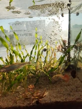 Bucket AQUARIUM-FILTER Sunsun Hw-602b/hw-603b External Ultra-Quiet