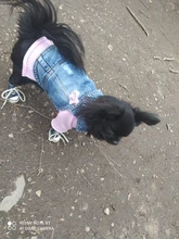 Ropa de diseño para perro, moda 2020, ropa de vaquero para perros y gatos pequeños, chaqueta vaquera para Chihuahua, Bulldog Francés, mascotas
