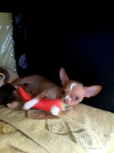 Pet-Supplies Dog-Toy Vegetable Carrot Interactive Training Small Squeaky-Bone Simulation