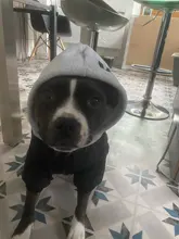 Jacket French Bulldog Dog Winter SUPREPET Coat Pet-Dog Dogs Large Cotton for Warm Perro