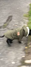 Hoodie Jacket Pet Dogs Cats Chihuahua Winter Medium Warm And Lightweight