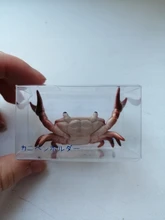 Japoneses nuevos creativos lindo cangrejo pluma titular halterofilia cangrejos Penholder estante soporte de almacenamiento regalo papelería