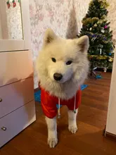 Jacket Rain-Coat Labrador Alaska Puppy-Doberman Waterproof Dogs Large Medium Husky TLC02