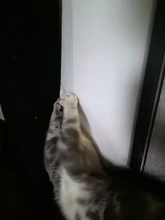 Natural Catnip Toys For Cats Crazy Healthy Cat Toys For Kitten Edible Treating Cleaning