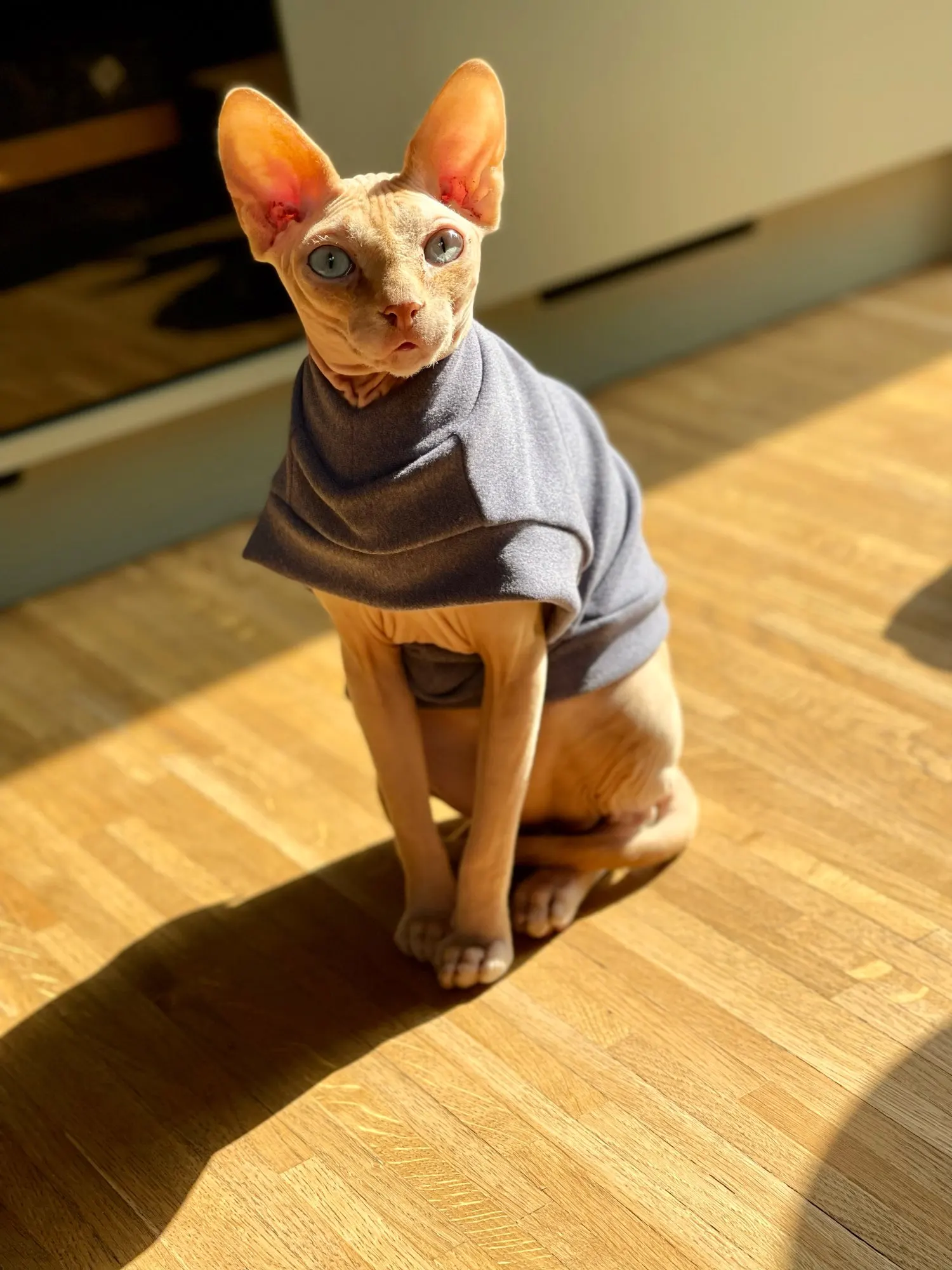 Dog Sweatshirts without Hoods