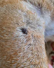 Pluma de Plasma LCD con iluminación LED, máquina láser para eliminación de tatuajes, topos, cuidado facial, eliminación de etiquetas para la piel, eliminación de manchas de verrugas y pecas