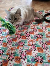 Cama grande para perro, colchoneta de espuma viscoelástica, transpirable, colchón ortopédico de fondo Oxford, para mascota mediana grande pequeña