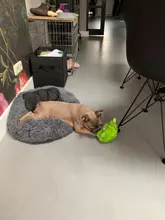 Ball-Toys Entertainment Puppy Interactive-Bird Plush-Giggle Crazy Automatic Electronic