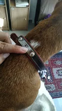 Dog-Collar Engraved-Xs-L Puppy-Id-Name Adjustable Custom Personalized Airuidog