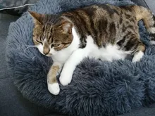 Cat-Mat Sofa Kennel Sleeping-Bag Dog-Cushion Pet-House Kitty Comfortable Round Plush