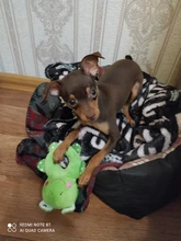 Juguete para masticar para entrenamiento de perros, juguete de felpa interactivo para perros, juguetes masticables para mascotas para perros pequeños y grandes