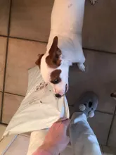 Hammock-Protector Mats Car-Seat-Cover Dog-Carriers Safety-Belt Cawayi Kennel Transportin