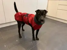 Jackets Dog-Coats Outdoor Winter Pet-Dog Dogs Large Medium for Warm Clothing Kurtka Ubranka