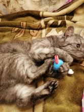 Funny Pet Toys Cartoon Cute Bite Resistant Plush Squeaky Toy Pet Chew Toy For Cats Dogs