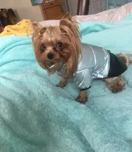 Coat Puppy Clothing Jacket Puppy-French-Bulldog Dogs Waterproof Chihuahua Winter Vest