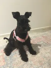 Vest Harness Leash-Set Dogs No-Pulling Padded-Reflective Pet-Dog Nylon Adjustable And