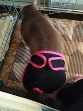 Pet-Physiological-Pants Underwear Diapers Dog Washable Female Short Puppy for Small Doggie