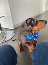 Pet-Handbag Pet-Carrier Travel-Bag Puppy Dog-Supplies Comfortable Cat-Shoulder Winter