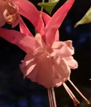 E***a
