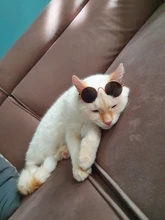 Gafas para gatos y mascotas adorables, productos para gatos y mascotas, gafas de sol de juguete para perros, accesorios para fotos, gafas redondas