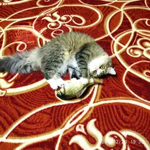 Cheap Pet Products Fish Toy Cat Scratch Board Scratching Post Catnip toys for Cat Pet