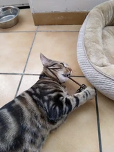 Natural Catnip Organic Premium Catnip Toy Cat Mint Grass Menthol Can Be Sprinkled On