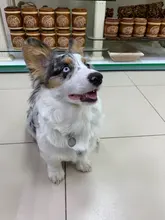 Etiquetas redondas de aluminio para identificación de mascotas, identificación de nombre personalizada, teléfono, 2 unidades por lote