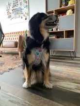 personalized Reflective Dog Cat Harness Vest Pet Adjustable Walking Leash Set for Puppy