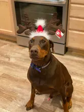 Hat Puppy-Festival-Accessories Party-Product Pet-Headband Hair-Hoop Dog Cat Cosplay Christmas