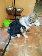 Vest Pouches Pet-Harness Dogs No-Pull Training Molle Military Hiking Tactical Large Medium