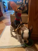 Novelty Halloween Dog Costumes Pet Clothes Cowboy Dressing up Jacket Coats for Dogs Funny