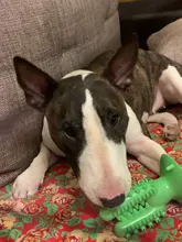 Dental Chew Toys for Dogs Healthy Fresh Puppy Teeth Cleaning Brush Cactus Large Breed