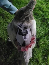 Delantal elástico para silla de pollo, Protector de plumas en la espalda, ajustable, ropa para mascotas, vestido para aves de corral