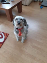 Puppy-Toy Necktie Grooming Dog Cat Adjustable Cute Bow-Tie Printed Cartoon