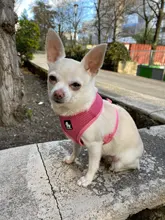 Harness Collar Puppy Walk-Vest Pet-Dog Truelove Small 8color Nylon Breathable Mesh Cat