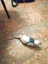 Arnés de nailon para mascotas, correa ajustable para hámster, huret, ratón, conejo, arneses para chaleco, correa de plomo, conejillo de indias, accesorios para mascotas