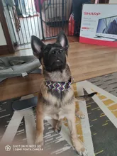 Personalized Fabric Super Strong Durable Martingale Collars for Dogs Heavy Duty Duty