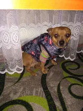 Dog Vest Pet-Supplies Down-Jacket Puppy Chihuahua Winter Windproof Small Warm Apparel