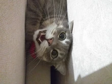 False-Mouse Simulation-Mice Noise-Playing-Toys Rabbit-Fur Kitten For Cats Pet-Supplies