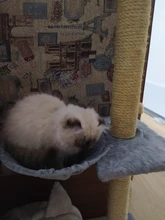 Cat Hammock Pet-Bed Hanging Sleeping-Kennel Install-On-Cat-Tree Soft Plush Dia Big-Capacity