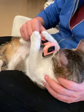 Peines para quitar el pelo de perros y gatos, herramientas de aseo, recortadora desmontable, accesorio, peines, suministros, Furmins