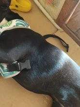 Arnés de Bulldog Francés transpirable para perros pequeños y medianos, chaleco para gatos, entrenamiento para caminar