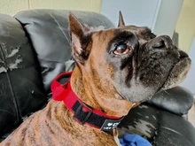 Necklace Name-Tags Dog-Collar KOMMILIFE Personalized For Dogs Nylon with Explosion-Proof