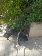 Adjustable Harness Pets-Accessories Dog-Vest Reflective-Dog Walk-Out Soft 