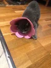 Collar antimordedura con forma de flor para gatos domésticos, protección para perros y cachorros, Collar de recuperación para mascotas