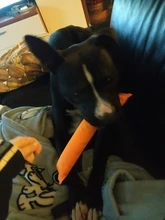 Cute Nylon Cloth Stuffer Pet Toys for Dog Chew and Playing Products Dog Toys for Large