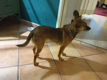 Winter Overalls for Dogs Warm Waterproof Pet Jumpsuit Trousers Male/ Female Dog Reflective